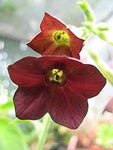 Nicotiana Hot Chocolate | Flowering Tobacco | 50_Seeds