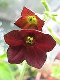 Nicotiana Hot Chocolate | Flowering Tobacco | 50_Seeds