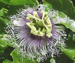 Passiflora Panama Red | Passion Vine | 20_Seeds