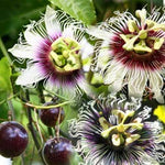 Passiflora Panama Red | Passion Vine | 20_Seeds