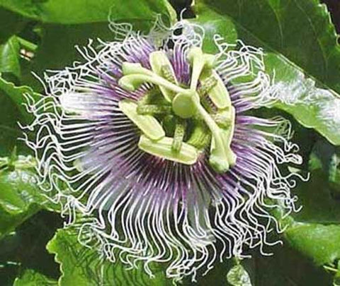 Passiflora Panama Red | Passion Vine | 20_Seeds