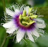 Passiflora Panama Red | Passion Vine | 20_Seeds