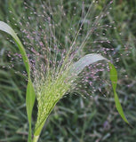 Panicum capillare |  Witchgrass | 400_Seeds