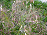 Panicum capillare |  Witchgrass | 400_Seeds