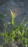 Panicum capillare |  Witchgrass | 400_Seeds