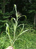 Panicum capillare |  Witchgrass | 400_Seeds