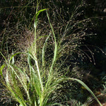 Panicum capillare |  Witchgrass | 400_Seeds