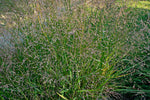 Panicum virgatum Forestburg | 100_Seeds