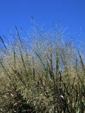 Panicum virgatum Forestburg | 100_Seeds