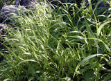 Panicum virgatum Forestburg | 100_Seeds