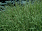 Panicum virgatum Forestburg | 100_Seeds