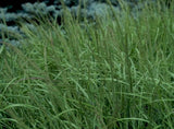 Panicum virgatum Forestburg | 100_Seeds