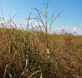 Panicum virgatum Forestburg | 100_Seeds