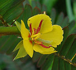 Chamaecrista fasciculata | Partridge Pea | Sleeping Plant | 100_Seeds