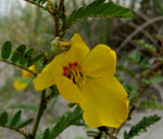 Chamaecrista fasciculata | Partridge Pea | Sleeping Plant | 100_Seeds