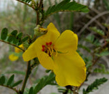 Chamaecrista fasciculata | Partridge Pea | Sleeping Plant | 100_Seeds