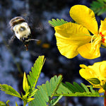 Chamaecrista fasciculata | Partridge Pea | Sleeping Plant | 100_Seeds