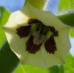 Physalis pruinosa | Ground Cherry | Strawberry Husk Tomato | 20_Seeds