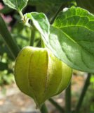 Physalis pruinosa | Ground Cherry | Strawberry Husk Tomato | 20_Seeds