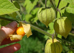 Physalis pruinosa | Ground Cherry | Strawberry Husk Tomato | 20_Seeds