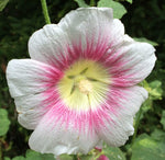 Alcea rosea Halo Pink Perfection | Hollyhock | 10_Seeds