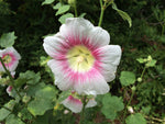 Alcea rosea Halo Pink Perfection | Hollyhock | 10_Seeds