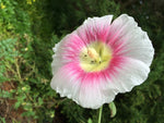 Alcea rosea Halo Pink Perfection | Hollyhock | 10_Seeds