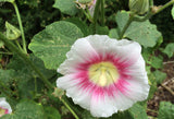 Alcea rosea Halo Pink Perfection | Hollyhock | 10_Seeds