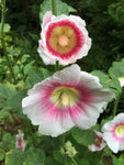 Alcea rosea Halo Pink Perfection | Hollyhock | 10_Seeds