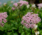 Daucus carota | Pink Queen Annes Lace | Birds Nest | 50_Seeds