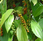 Piper nigrum | Black Pepper Corn | 20_Seeds