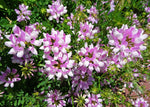 Securigera varia | Coronilla | Purple Crown Vetch | 50_Seeds