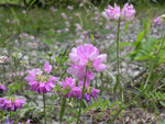 Securigera varia | Coronilla | Purple Crown Vetch | 50_Seeds