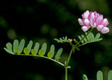 Securigera varia | Coronilla | Purple Crown Vetch | 50_Seeds