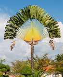 Ravenala madagascariensis |Fan Plantain|Traveler Banana|Travellers Tree| 5_Seeds