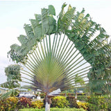 Ravenala madagascariensis |Fan Plantain|Traveler Banana|Travellers Tree| 5_Seeds