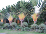 Ravenala madagascariensis |Fan Plantain|Traveler Banana|Travellers Tree| 5_Seeds