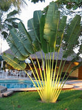 Ravenala madagascariensis |Fan Plantain|Traveler Banana|Travellers Tree| 5_Seeds