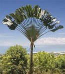 Ravenala madagascariensis |Fan Plantain|Traveler Banana|Travellers Tree| 5_Seeds