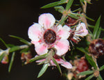 Leptospermum scoparium Ray Williams | 100_Seeds