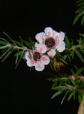 Leptospermum scoparium Ray Williams | 100_Seeds