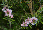 Leptospermum scoparium Ray Williams | 100_Seeds