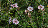 Leptospermum scoparium Ray Williams | 100_Seeds