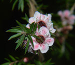 Leptospermum scoparium Ray Williams | 100_Seeds