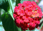 Lantana camara Florida Mound Red | 10_Seeds