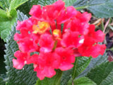 Lantana camara Florida Mound Red | 10_Seeds