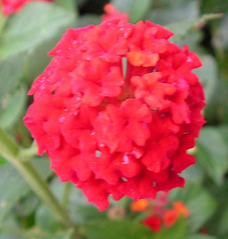 Lantana camara Florida Mound Red | 10_Seeds