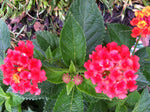 Lantana camara Florida Mound Red | 10_Seeds