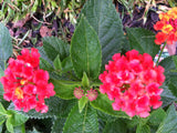 Lantana camara Florida Mound Red | 10_Seeds