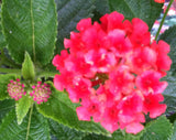 Lantana camara Florida Mound Red | 10_Seeds